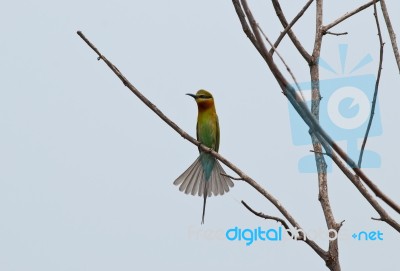 Blue Tailed Bee Eater Stock Photo