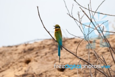 Blue Tailed Bee Eater Stock Photo