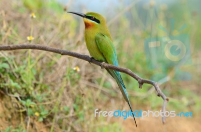 Blue Tailed Bee Eater Stock Photo