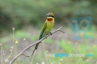 Blue Tailed Bee Eater Stock Photo