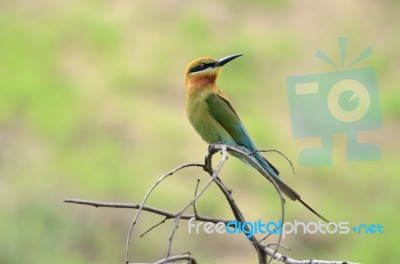 Blue Tailed Bee Eater Stock Photo