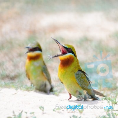 Blue-tailed Bee-eater Stock Photo