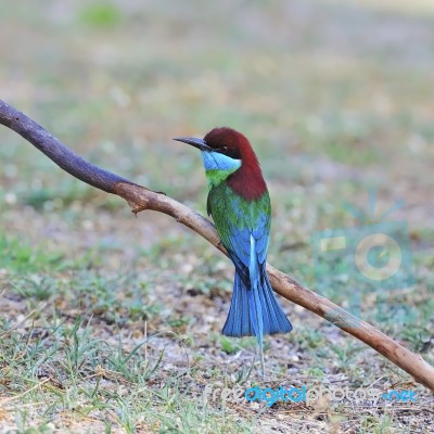 Blue-throated Bee-eater Stock Photo