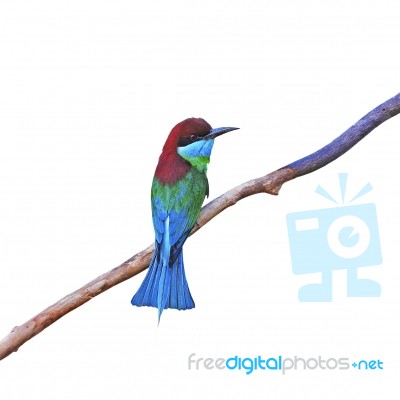 Blue-throated Bee-eater Stock Photo