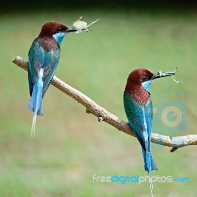 Blue-throated Bee-eater Stock Photo