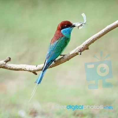 Blue-throated Bee-eater Stock Photo