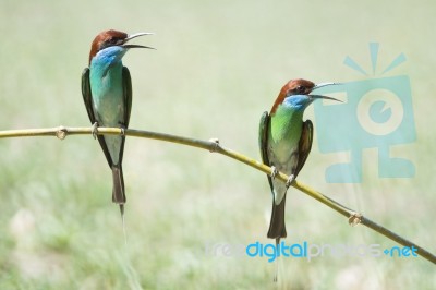 Blue-throated Bee-eater Stock Photo