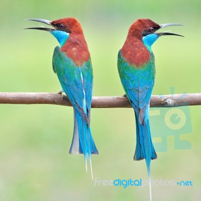 Blue-throated Bee-eater Bird Stock Photo