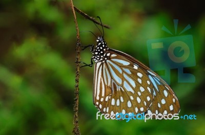 Blue Tiger Butterfly Stock Photo