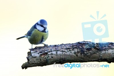 Blue Tit Stock Photo