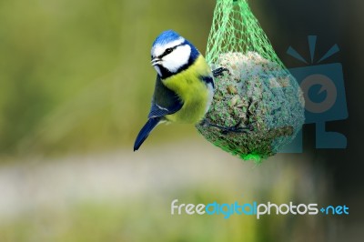 Blue Tit Stock Photo