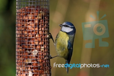 Blue Tit Stock Photo