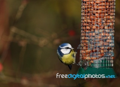 Blue Tit Stock Photo