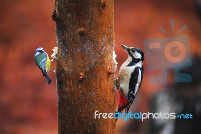 Blue Tit Bird And Woodpecker Close-up Stock Photo