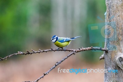 Blue Tit Bird Sitting On A Stump Stock Photo