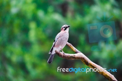 Blue Tit Bird Sitting On A Stump Stock Photo