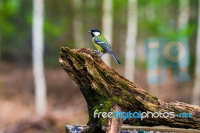 Blue Tit Bird Sitting On A Stump Stock Photo