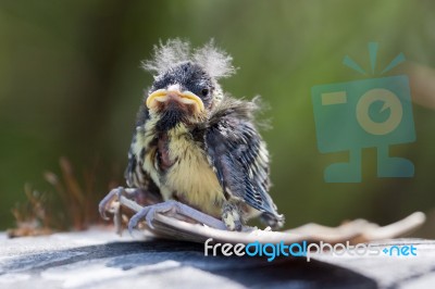 Blue Tit (cyanistes Caeruleus) Fledgling Stock Photo