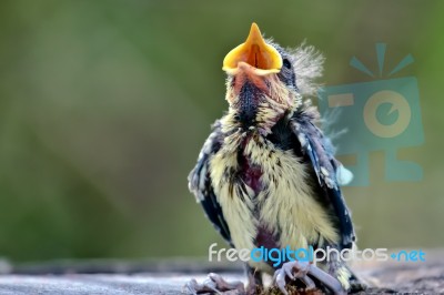 Blue Tit (cyanistes Caeruleus) Fledgling Just Evicted From Nest Stock Photo