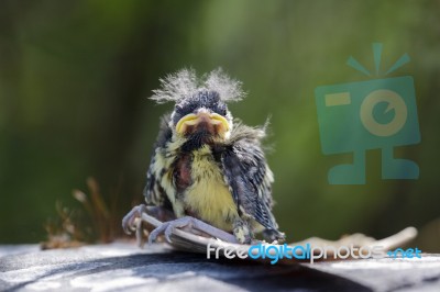 Blue Tit (cyanistes Caeruleus) Fledgling With Surfboard Stock Photo