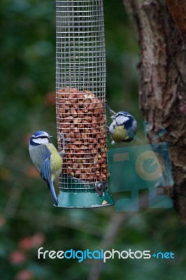 Blue Tits Stock Photo