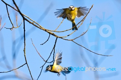 Blue Tits In Flight Stock Photo