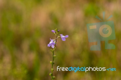 Blue Toadflax Stock Photo