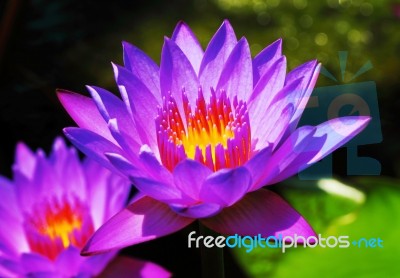 Blue Water Lily Stock Image