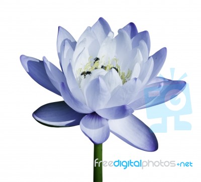 Blue Water Lily Stock Photo