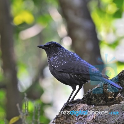 Blue Whistling-thrush Stock Photo