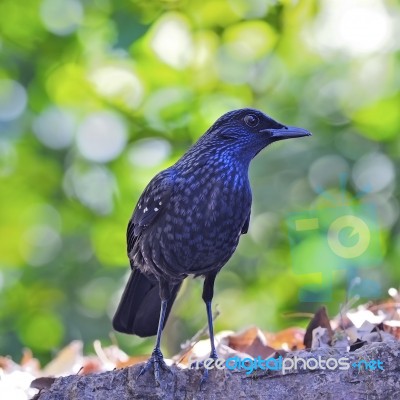 Blue Whistling-thrush Stock Photo