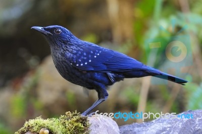 Blue Whistling-thrush Stock Photo