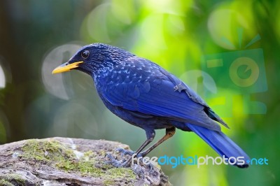 Blue Whistling Thrush Stock Photo