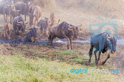 Blue Wildebeest In Tanzania Stock Photo