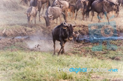 Blue Wildebeest In Tanzania Stock Photo