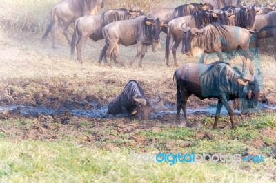 Blue Wildebeest In Tanzania Stock Photo