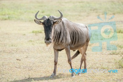 Blue Wildebeest In Tanzania Stock Photo