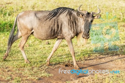 Blue Wildebeest In Tanzania Stock Photo