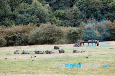 Blue Wildebeest Or Brindled Gnu (c. Taurinus) Stock Photo