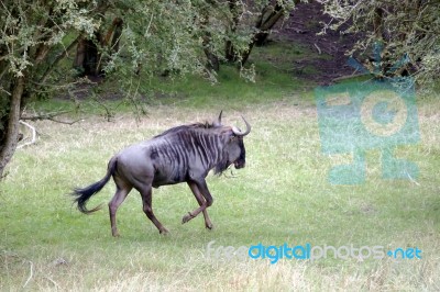 Blue Wildebeest Or Brindled Gnu (c. Taurinus) Stock Photo