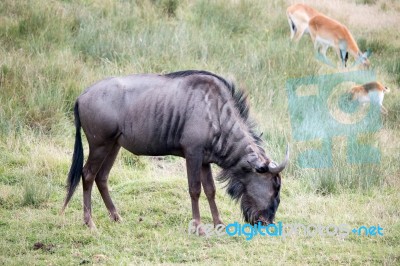 Blue Wildebeest Or Brindled Gnu (c. Taurinus) Stock Photo