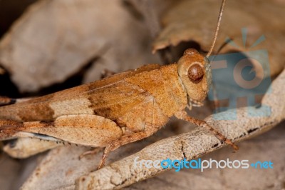 Blue-winged Grasshopper Stock Photo