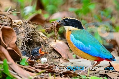 Blue-winged Pitta Stock Photo