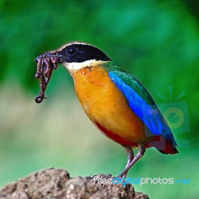 Blue-winged Pitta Stock Photo