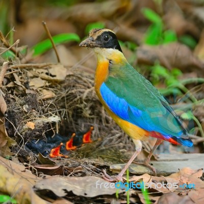 Blue-winged Pitta Stock Photo