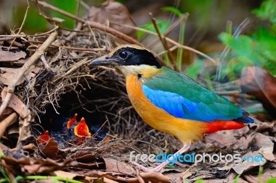 Blue-winged Pitta Stock Photo