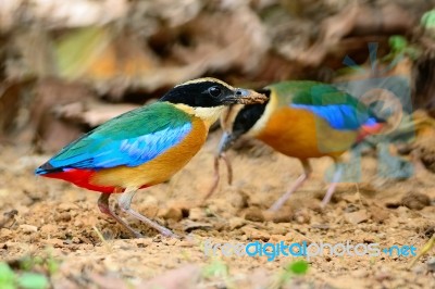 Blue-winged Pitta Stock Photo