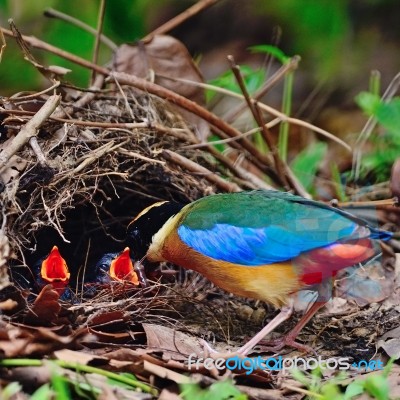 Blue-winged Pitta Stock Photo