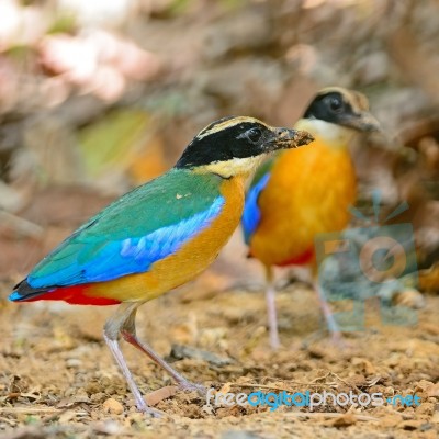 Blue-winged Pitta Stock Photo