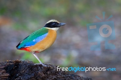 Blue-winged Pitta Stock Photo